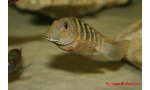 Eretmodus Bulu Point